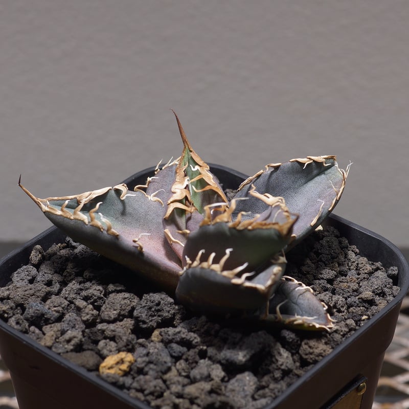 アガベ チタノタ シャークソウイ 子株 SS-06 | アガベ専門店