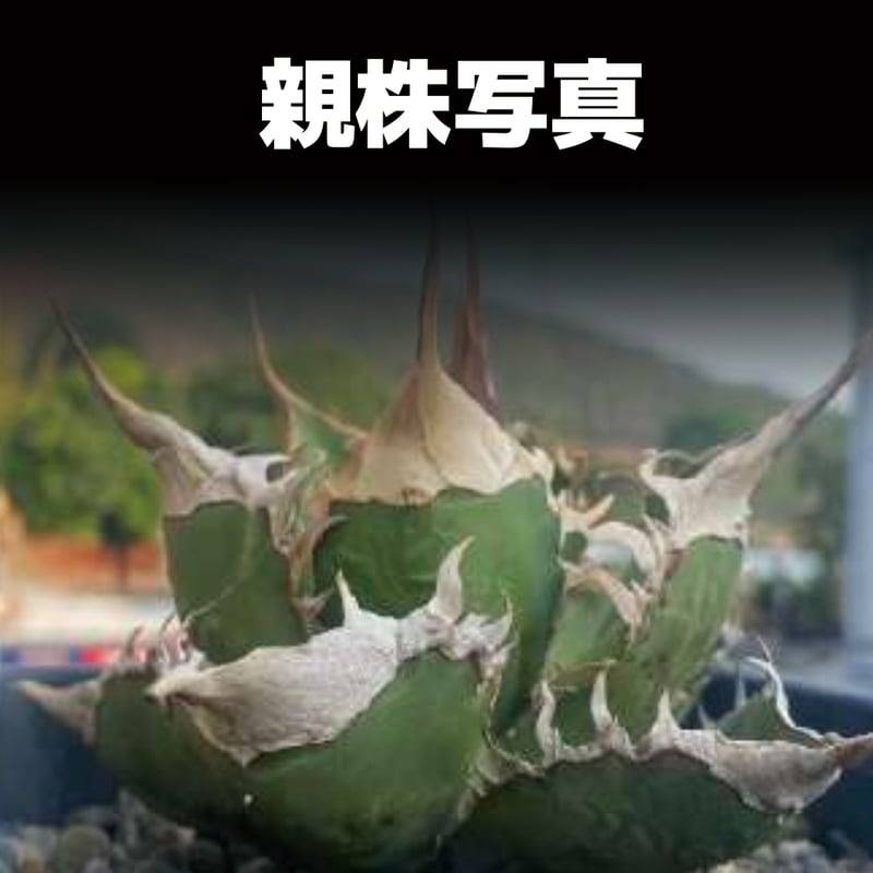 アガベ チタノタ 緑幽霊 / GG-04 | アガベ専門店 モンスターハウス