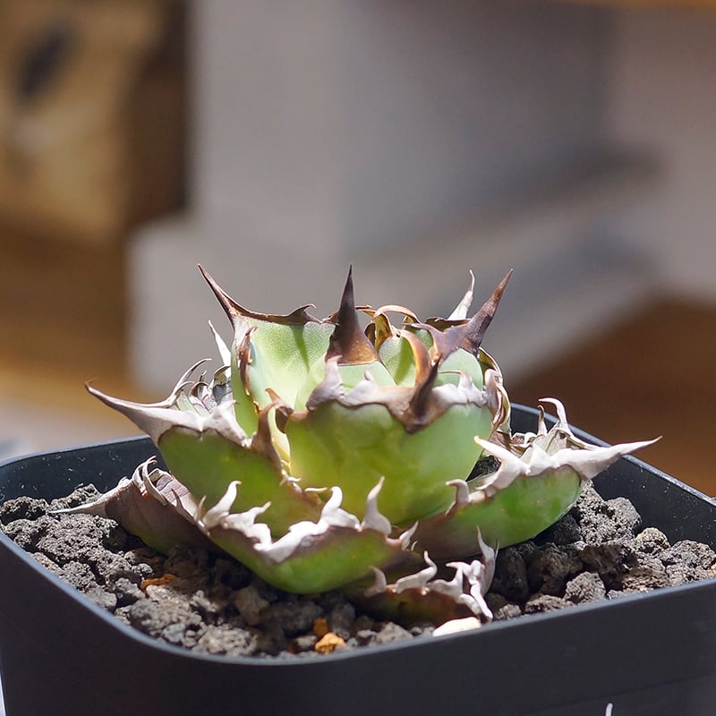 アガベ チタノタ ハデス / 黒帝斯 HD-04 | アガベ専門店 モンスターハウス