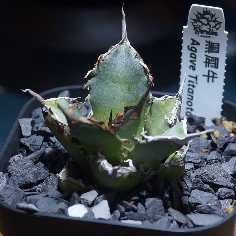 アガベ チタノタ 黒犀牛/ Berlin産 BLR-04 | アガベ専門店 モンスター