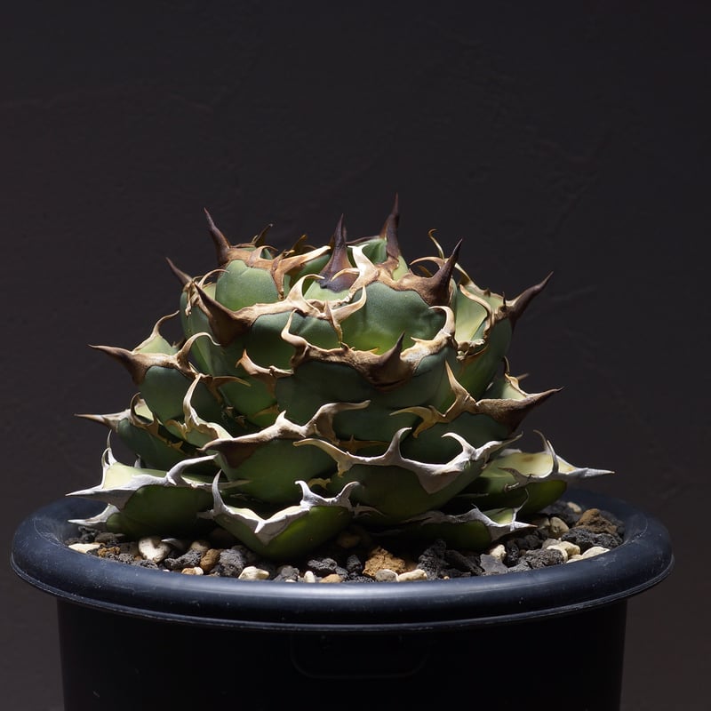 アガベ オアハカ オテロイ OX-01 | アガベ専門店 モンスターハウス