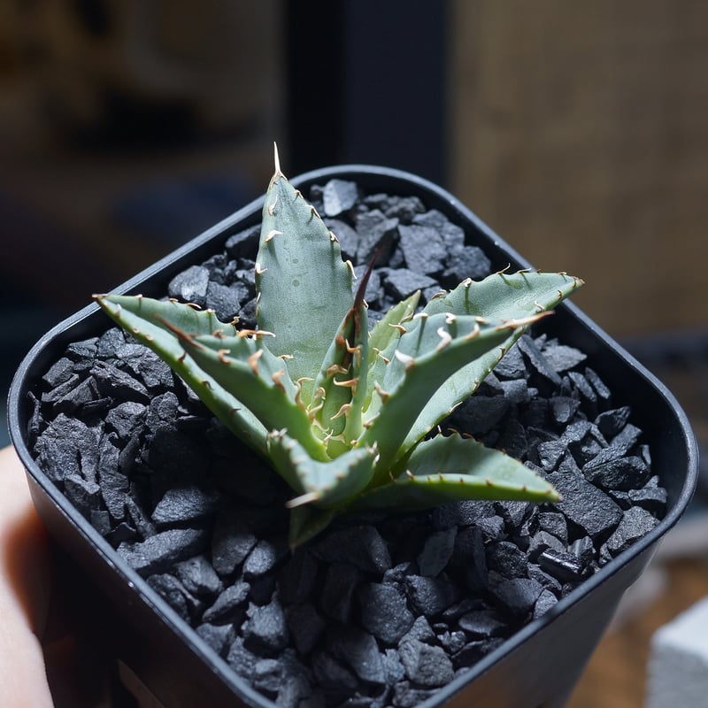 アガベ ハイブリッド 妖炎×姫厳竜/ Y×H-13 | アガベ専門店 モンスター