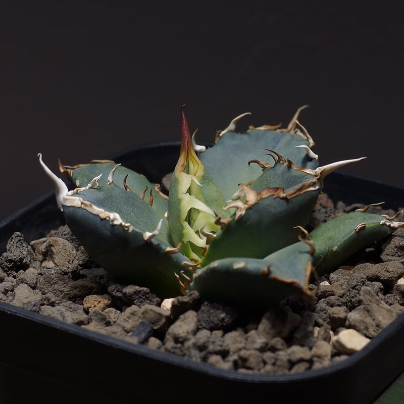 アガベ オテロイ FO-76/子株 F-22 | アガベ専門店 モンスターハウス