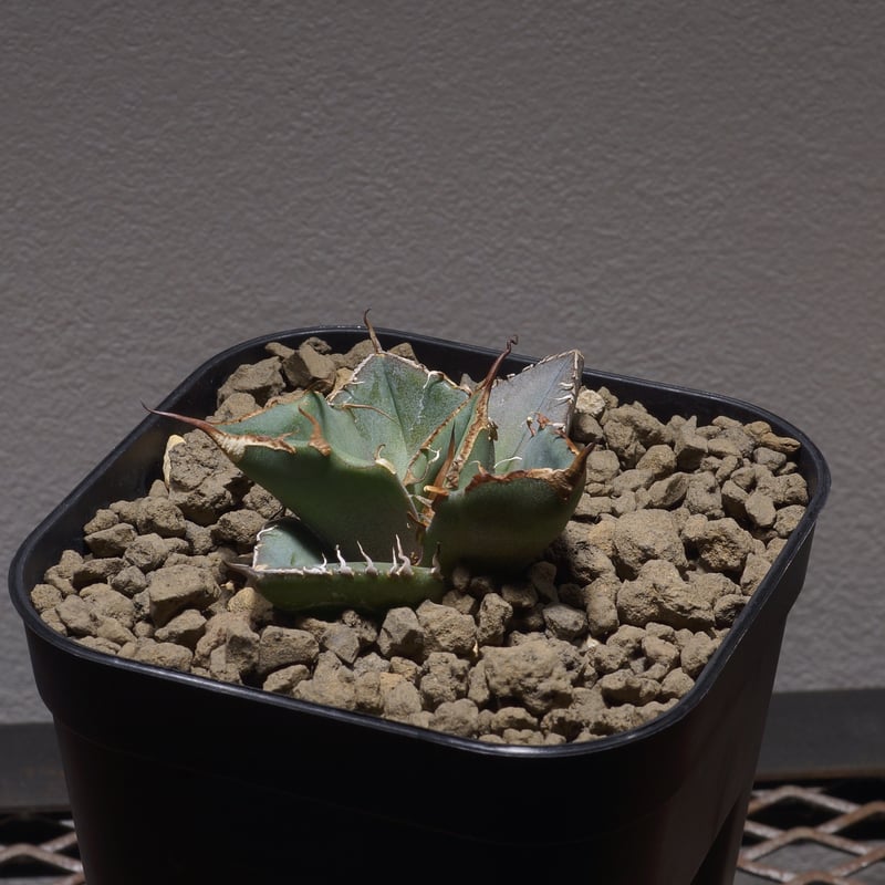 アガベ チタノタ 黒豹/子株 BP-03 | アガベ専門店 モンスターハウス