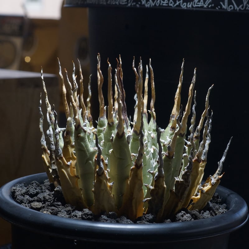 アガベ ユタエンシス エボリスピナ / ES-08 | アガベ専門店 モンスター