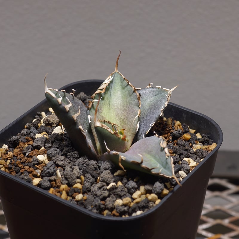 アガベ チタノタ シャークソウイ 子株 SS-07 | アガベ専門店