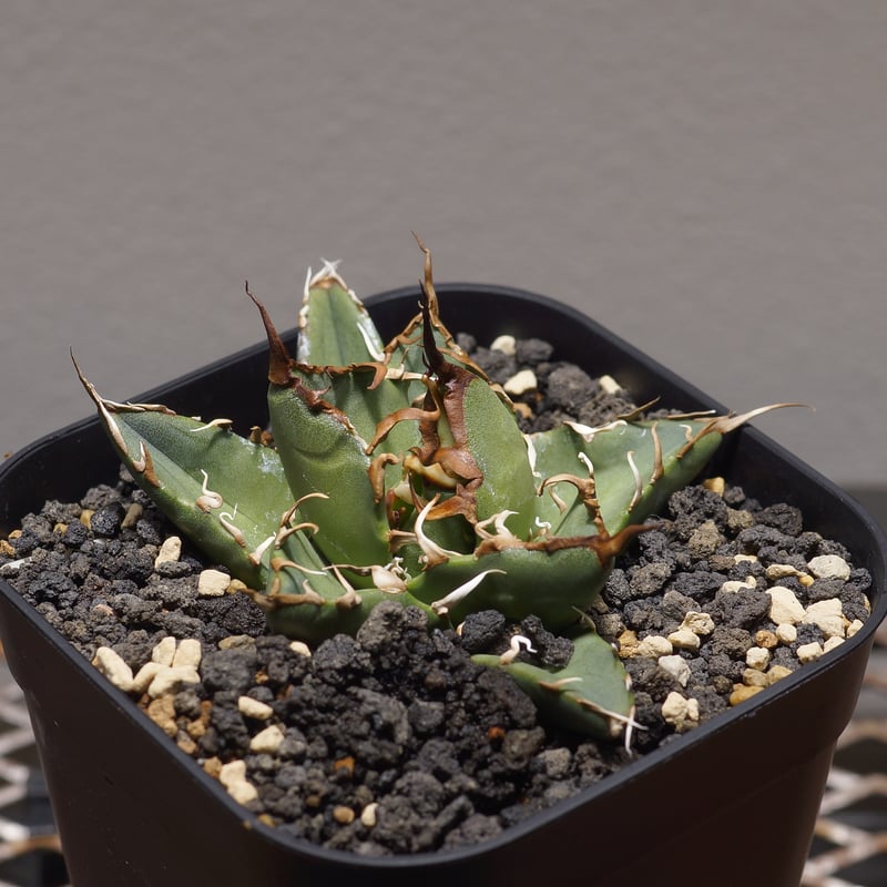 アガベ オアハカ オテロイ/ox-06 | アガベ専門店 モンスターハウス