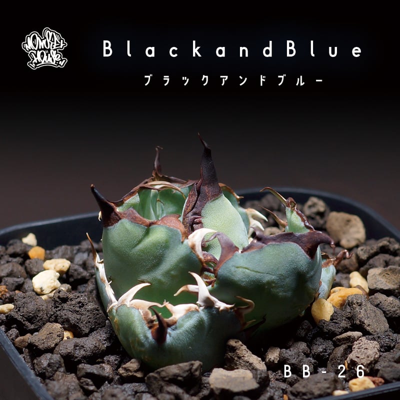 アガベ ハイブリッド ネバデンシス×BB チタノタ オテロイ ロック