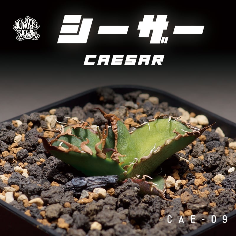 アガベ チタノタ シーザー 凱撒/cae-09 | アガベ専門店 モンスターハウス