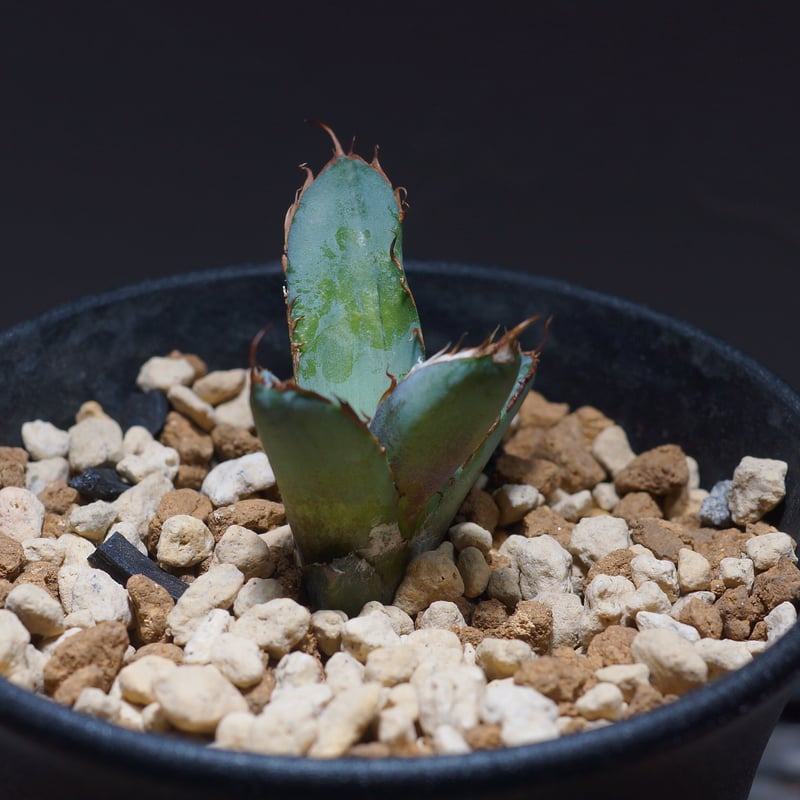 アガベ チタノタ ブラックアンドブルー（bb-14）BB子株 | アガベ専門店