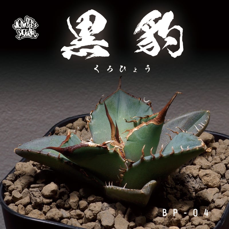 アガベ チタノタ 黒豹/子株 BP-04 | アガベ専門店 モンスターハウス