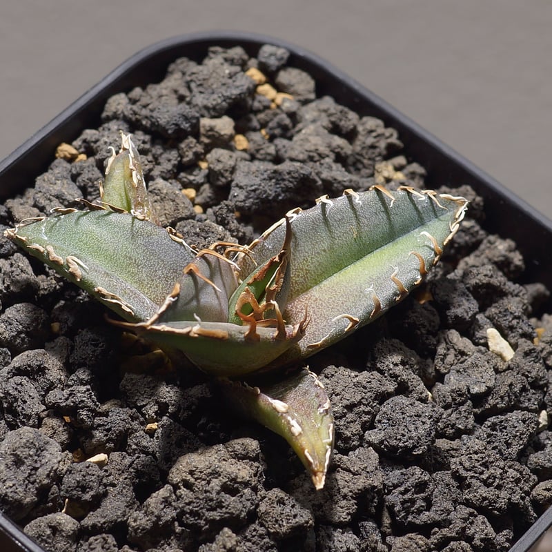 アガベ チタノタ シャークソウイ 子株 SS-09 | アガベ専門店