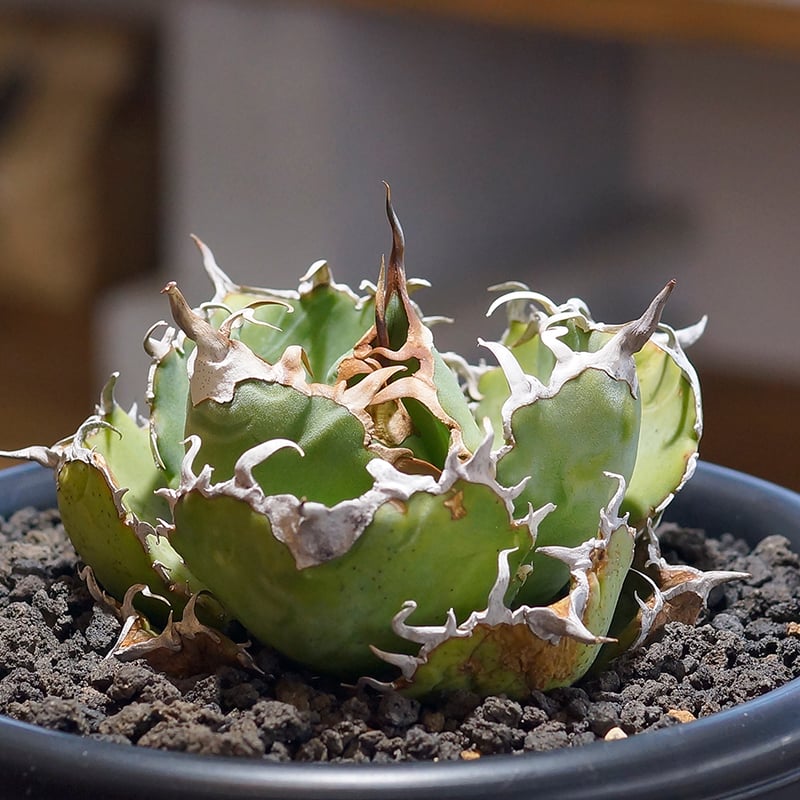 アガベ チタノタ 白鯨/ww-23 | アガベ専門店 モンスターハウス