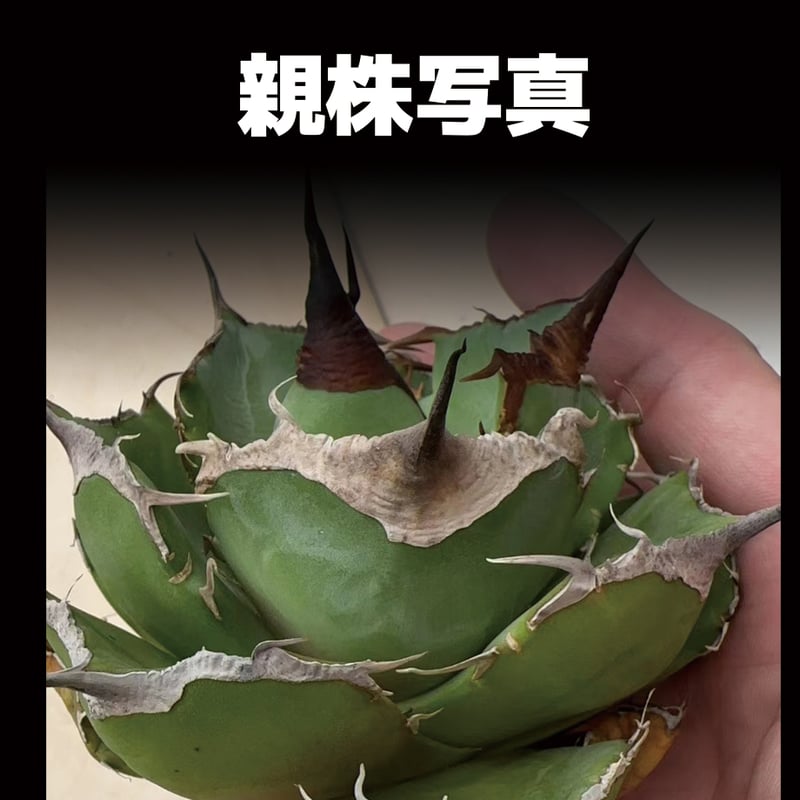 アガベ チタノタ 黒豹/子株 BP-07 | アガベ専門店 モンスターハウス