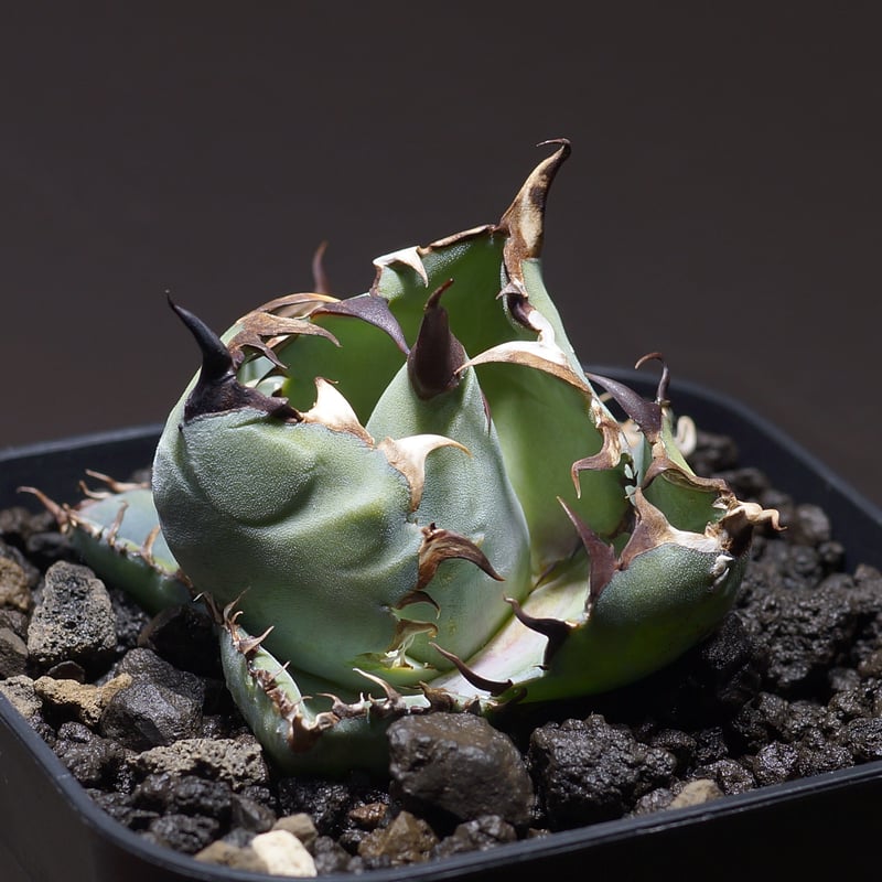 アガベ チタノタ ブラックアンドブルー/bb-27 | アガベ専門店