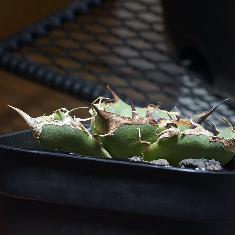 精品黒刺厳龍 XZL産 チタノタ アガベ kikko broken 鉢付 アガベ