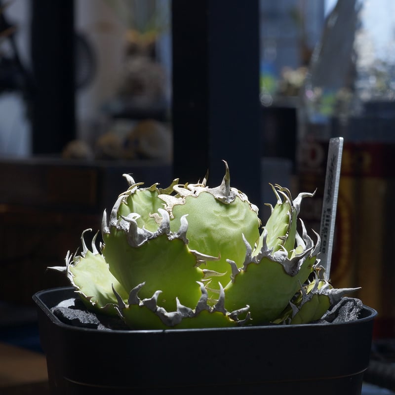 アガベ チタノタ フィリグリー /fg-06 | アガベ専門店 モンスターハウス