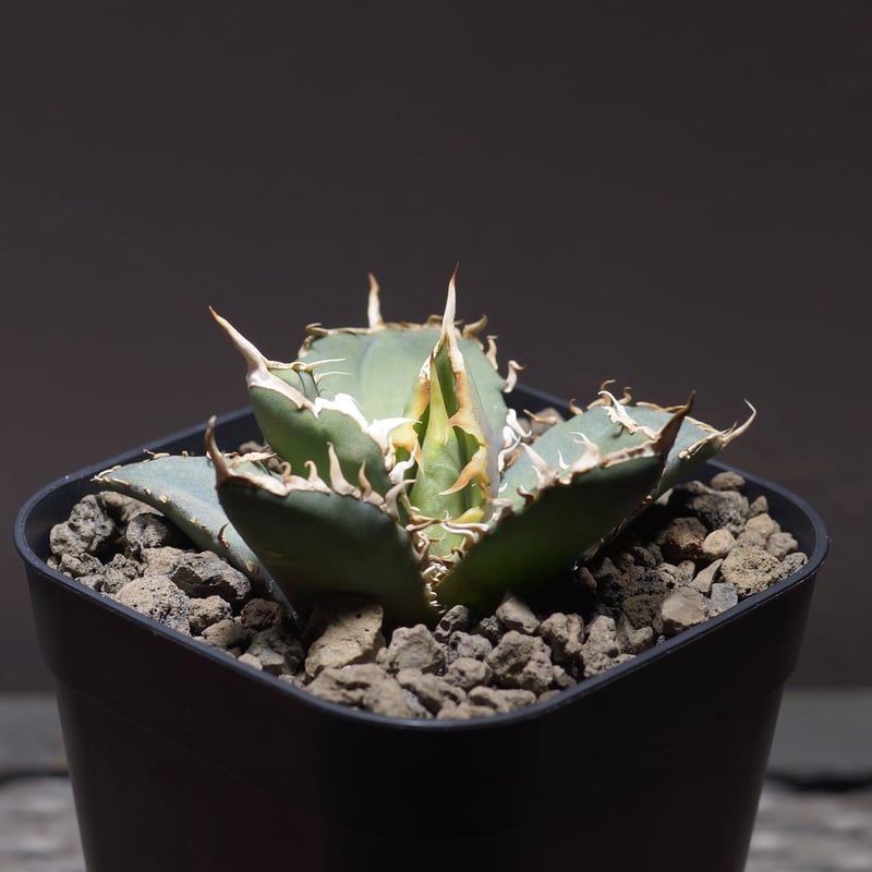 アガベ オテロイ FO-76/子株 F-26 | アガベ専門店 モンスターハウス