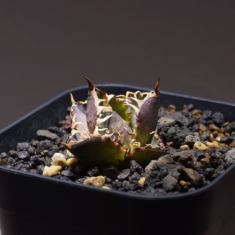 アガベ チタノタ レッドキャットウィーズル / 赤猫 RC-07 | アガベ専門