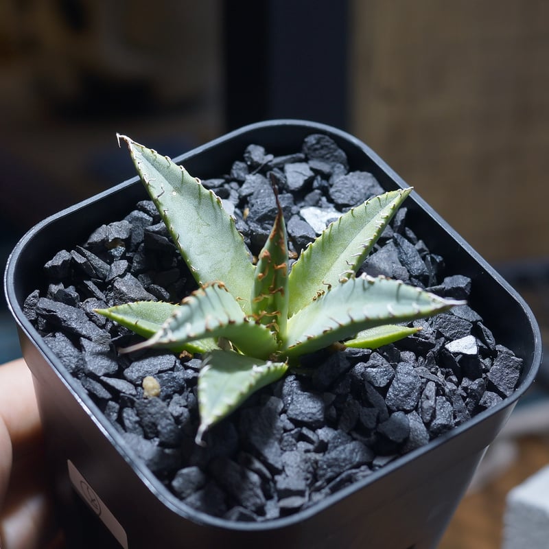 アガベ ハイブリッド 妖炎×姫厳竜/ Y×H-14 | アガベ専門店 モンスター