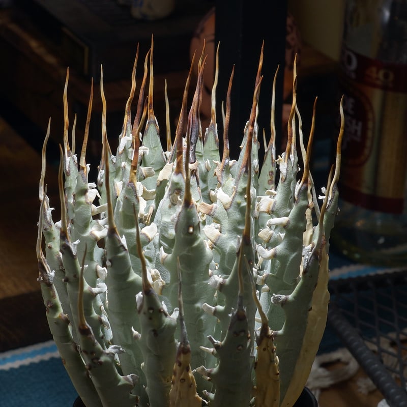 27 アガベ ユタエンシス エボリスピナ 強刺 太刺 丸型 27 アガベ