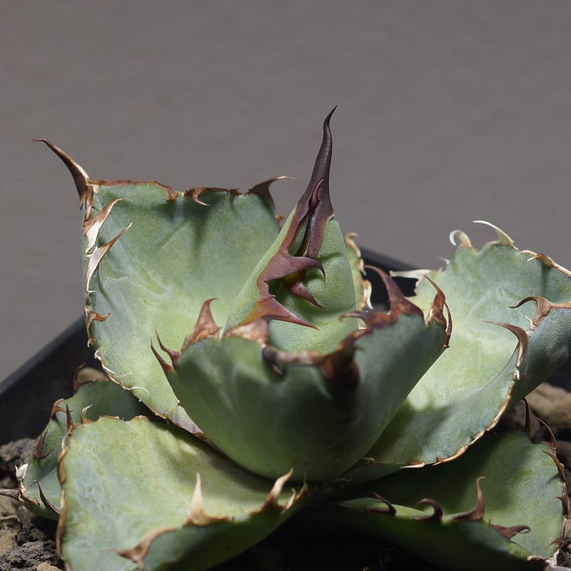 アガベ チタノタ ブラックアンドブルー/bb-34 | アガベ専門店