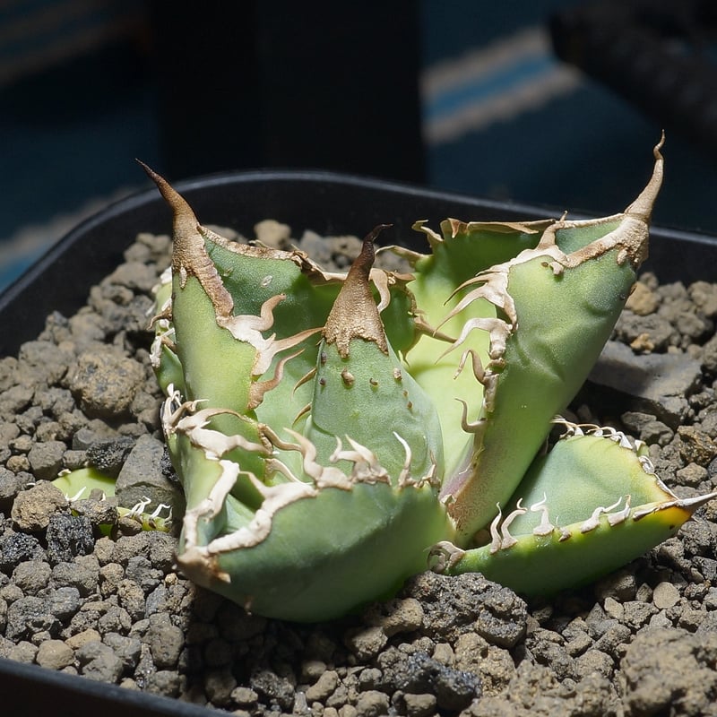 アガベ チタノタ 星空 / HZ-03 | アガベ専門店 モンスターハウス