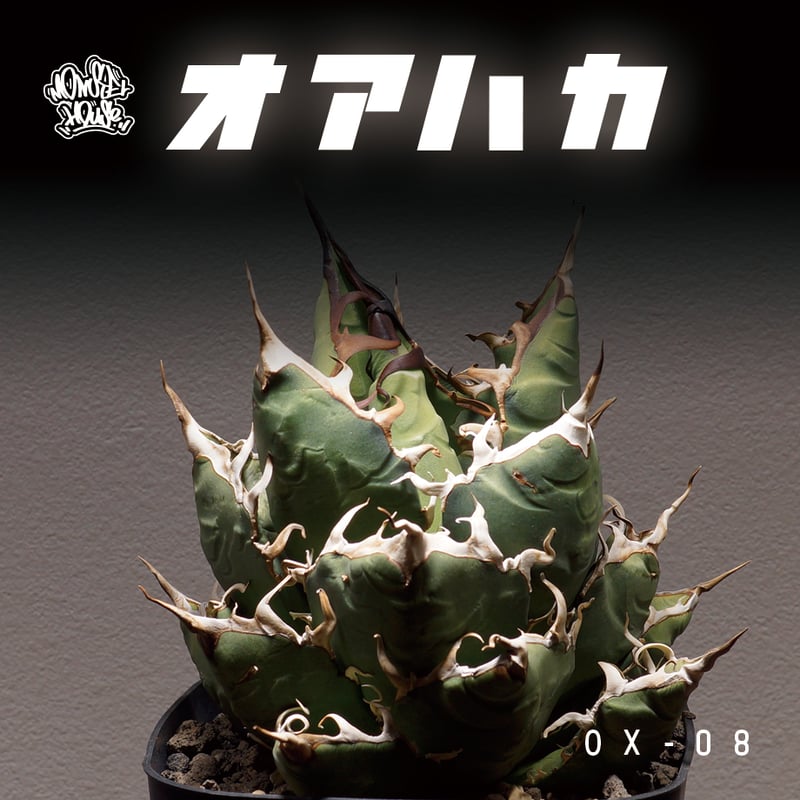 アガベ オアハカ オテロイ/ 親株 ox-08 | アガベ専門店 モンスターハウス