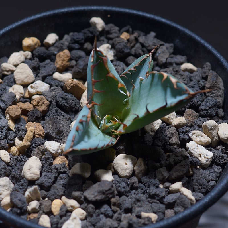 アガベ チタノタ ブラックアンドブルー（bb-11）BB子株 | アガベ専門店