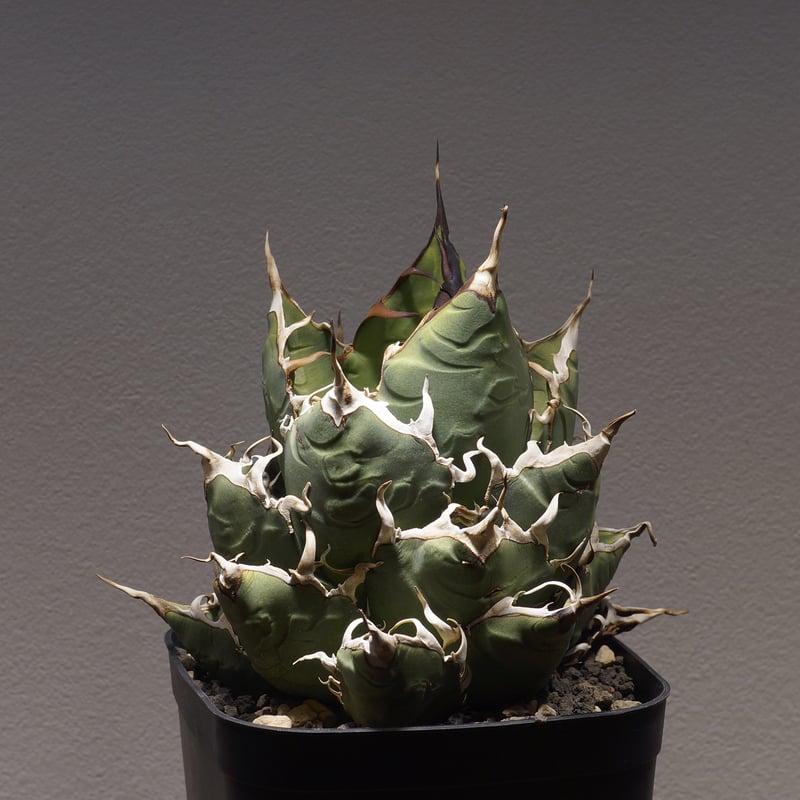 アガベ オアハカ オテロイ/ 親株 ox-08 | アガベ専門店 モンスターハウス