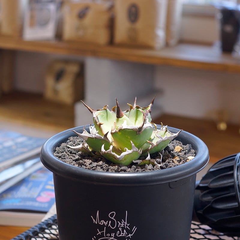 アガベ チタノタ ハデス / 黒帝斯 HD-03 | アガベ専門店 モンスターハウス