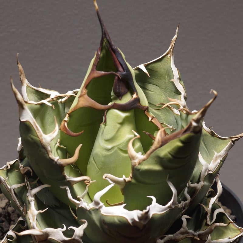 アガベ オアハカ オテロイ/ 親株 ox-08 | アガベ専門店 モンスターハウス