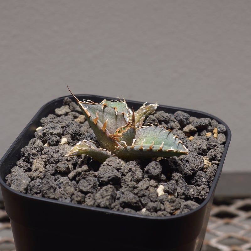 アガベ チタノタ シャークソウイ 子株 SS-09 | アガベ専門店