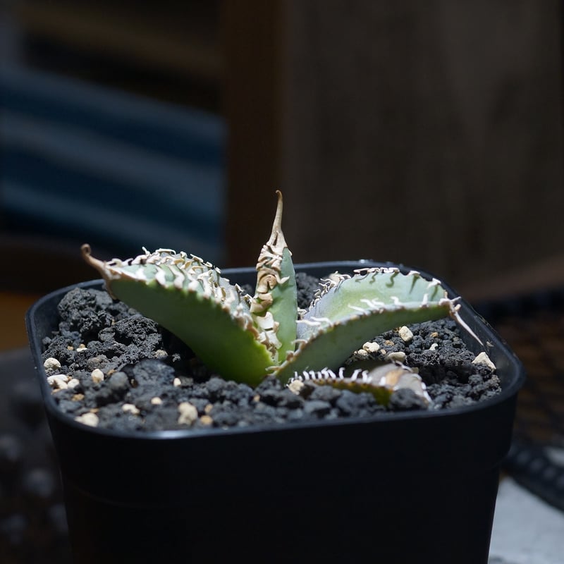 アガベ チタノタ 台湾ゴジラ / TG-01 | アガベ専門店 モンスターハウス