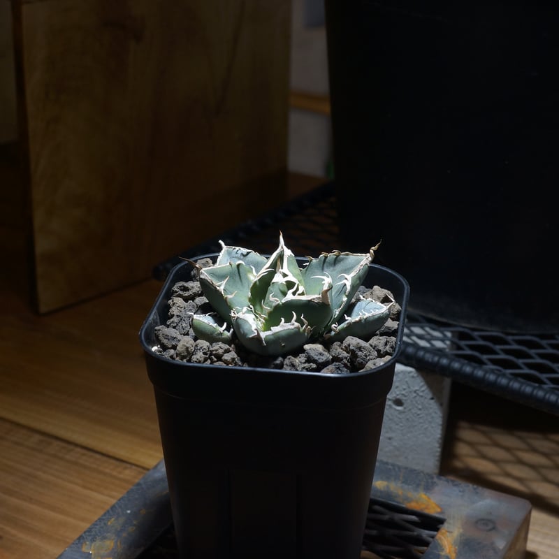 アガベ チタノタ 南アフリカダイヤモンド / SAD-08 | アガベ専門店