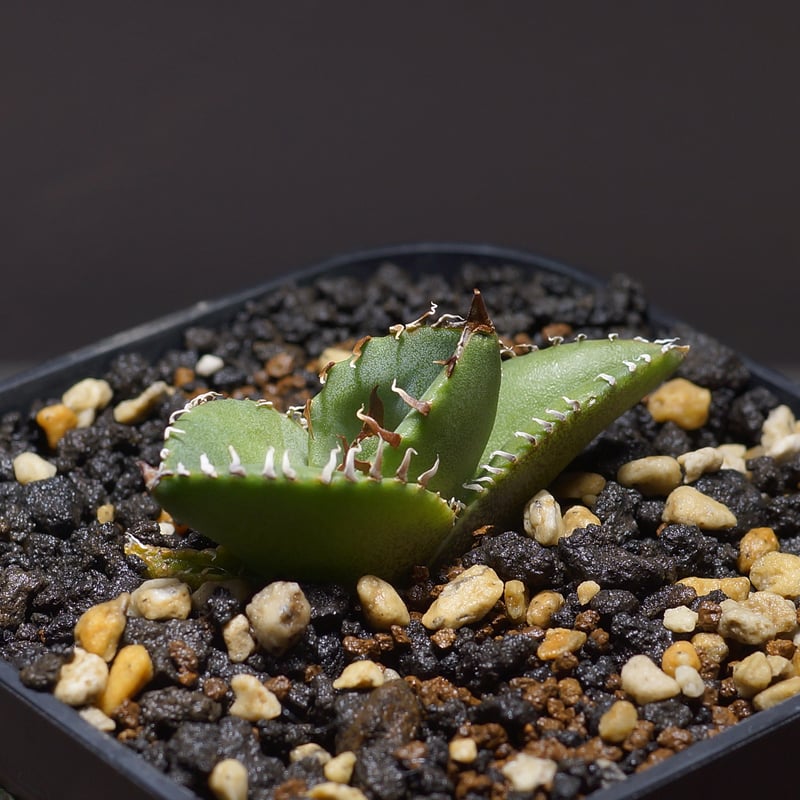 アガベ チタノタ ジャガーノート ハイブリッド / jnh-01 | アガベ専門