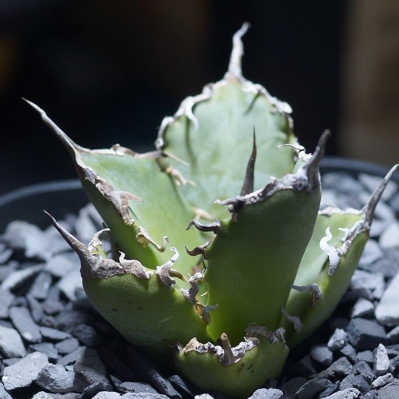 アガベ チタノタ 黒犀牛/ Berlin産 BLR-03 | アガベ専門店 モンスター