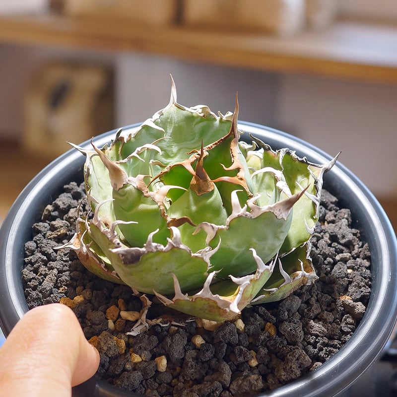 アガベ チタノタ 白鯨/ww-24 | アガベ専門店 モンスターハウス