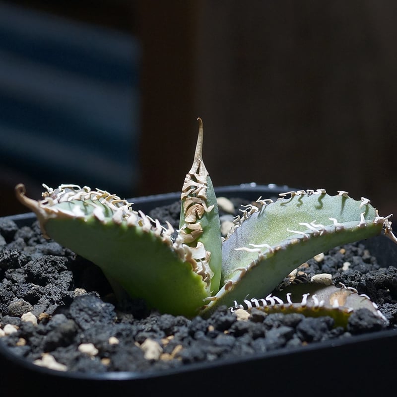 アガベ チタノタ 台湾ゴジラ / TG-01 | アガベ専門店 モンスターハウス