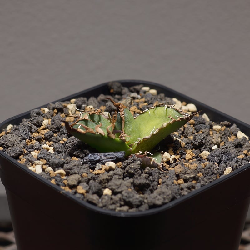 アガベ チタノタ シーザー 凱撒/cae-09 | アガベ専門店 モンスターハウス