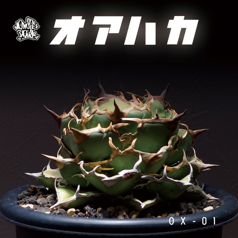 アガベ オアハカ オテロイ OX-01 | アガベ専門店 モンスターハウス