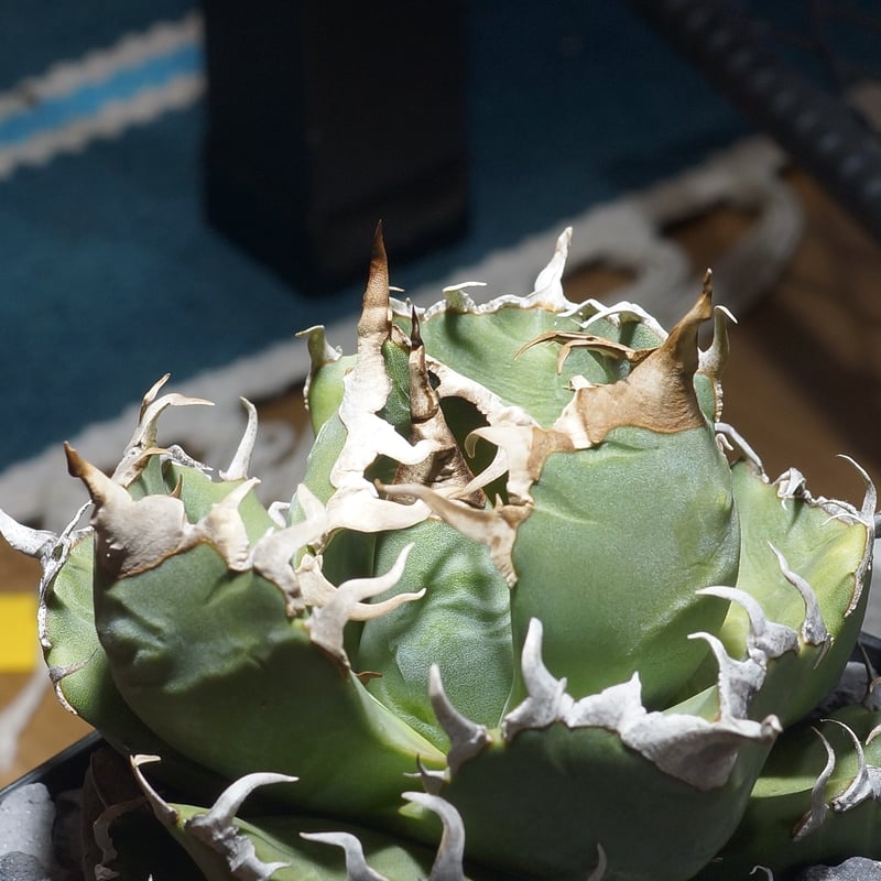 アガベ チタノタ 魔丸 / MG-11 | アガベ専門店 モンスターハウス