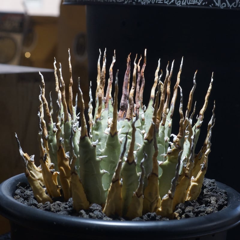 アガベ ユタエンシス エボリスピナ / ES-08 | アガベ専門店 モンスター