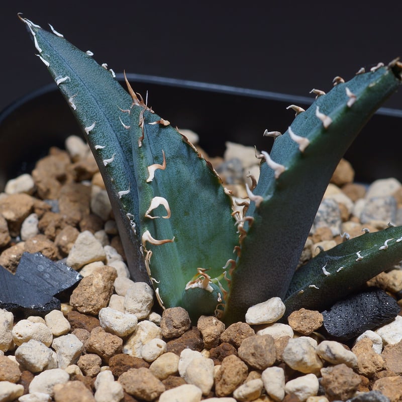 アガベ チタノタ 白鯨 子株 鉢付き（WW-15） | アガベ専門店