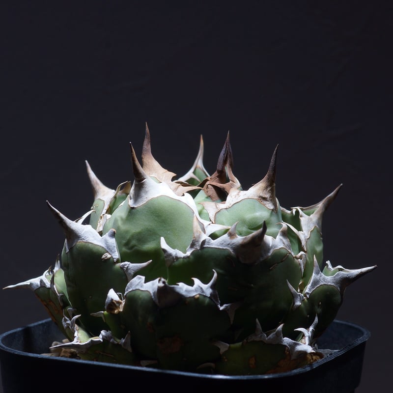 アガベ チタノタ 姫厳竜（ボールタイプ）/ HM-05 | アガベ専門店