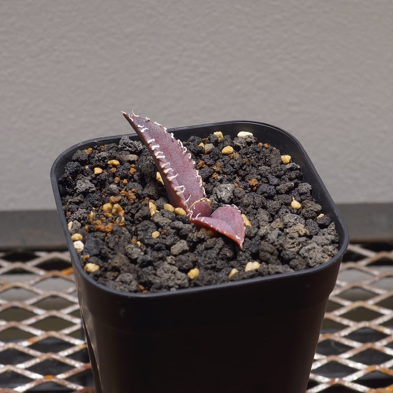 アガベ チタノタ 金剛 キングコング / KK-03 | アガベ専門店