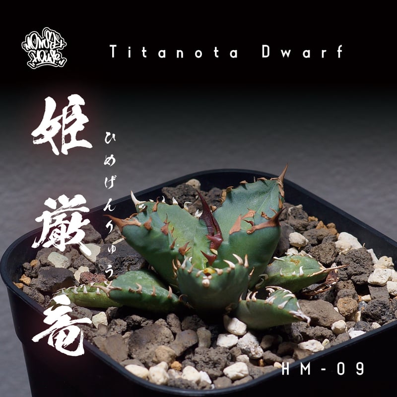 アガベ チタノタ 姫厳竜 / HM-09 | アガベ専門店 モンスターハウス