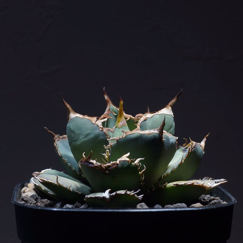 アガベ オテロイ FO-76（F-12）【強棘選抜】 | アガベ専門店