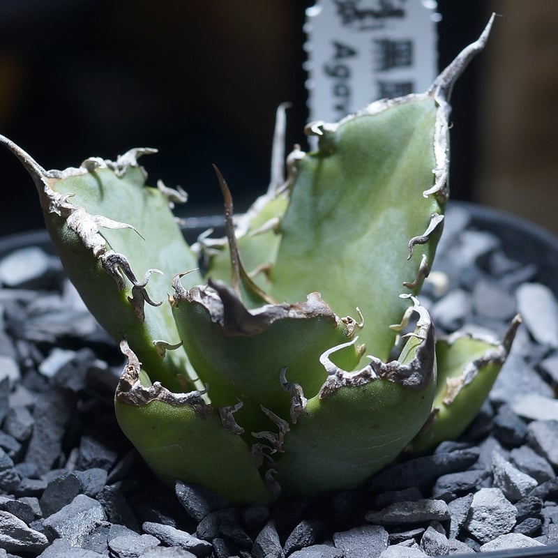 アガベ チタノタ 黒犀牛/ Berlin産 BLR-03 | アガベ専門店 モンスター