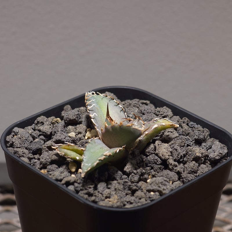 アガベ チタノタ シャークソウイ 子株 SS-09 | アガベ専門店